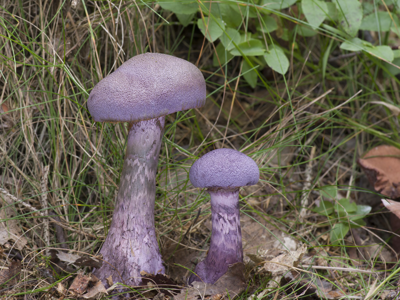 Cortinarius violaceus